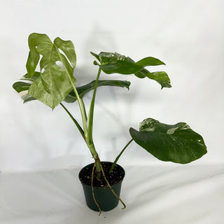 Monstera deliciosa var. borsigiana albo-variegata [#1523]