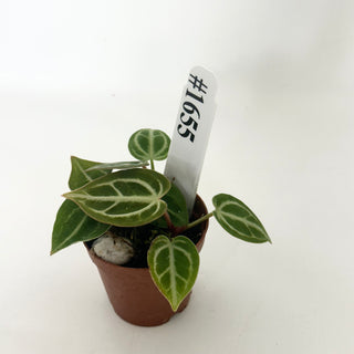 Anthurium 'Brielle'/'Michelle' x self - 3 Seedlings [#1655]