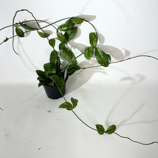 Hoya crassipetiolata (Splash) [#2143]