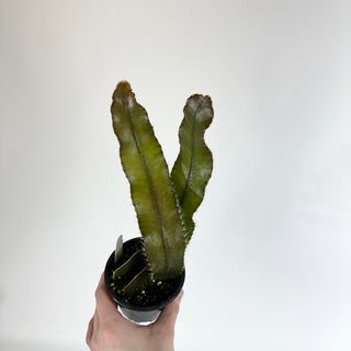 Strophocactus wittii