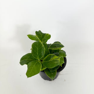 Hoya obscura (outer variegated) [#2206]