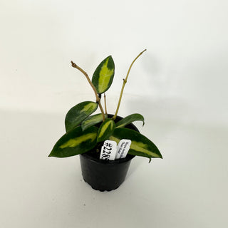 Hoya verticillata 'Suet Jade' [#2285]