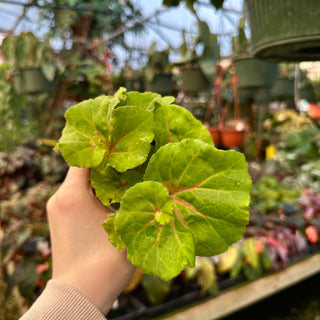 Begonia 'Steve's Leaves Lechuga'