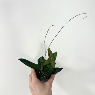 Hoya hypolasia