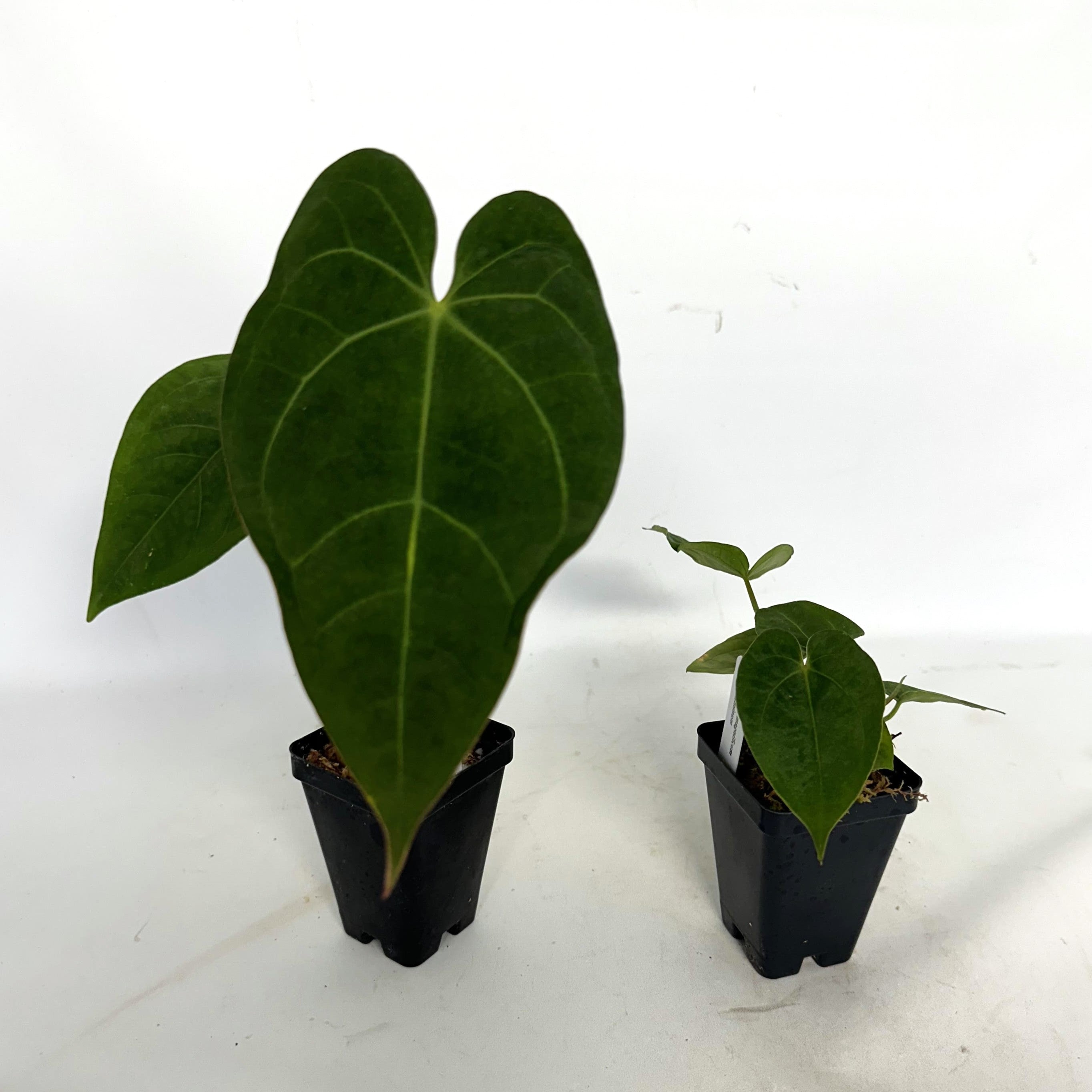anthurium magnificum square petiole Anthurium magnificum x papillilaminum – Steve's Leaves
