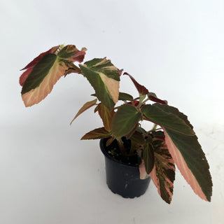 Z-2156 - Begonia ‘Withlacoochee’ (Variegated)
