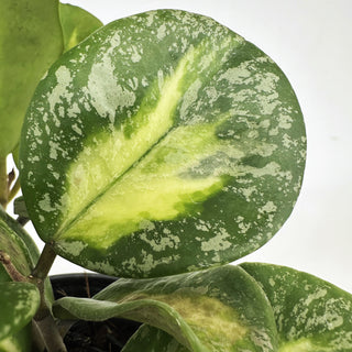 Hoya obovata variegata (Splash)