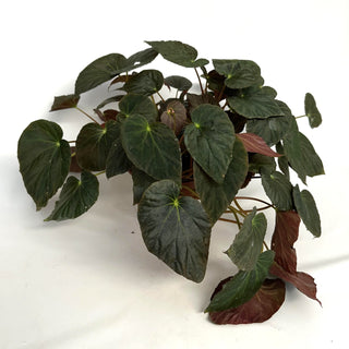Z-2229 - Begonia pavonina - 6in Hanging Basket **NEW**