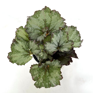 Begonia '50 Shades of Gray'