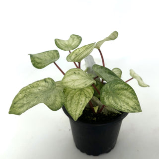 Peperomia argyreia variegata