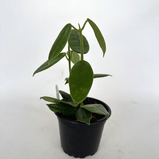 Z-2284 - Hoya coronaria (pink) **2nd Release**