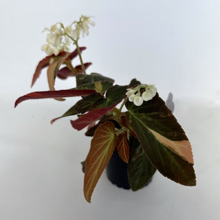 Z-2189 - Begonia ‘Withlacoochee’ (Variegated)