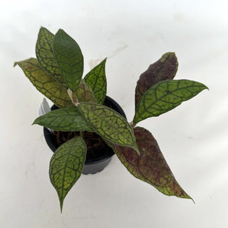 Z-2172 - Hoya finlaysonii
