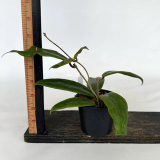 Z-2171 - Hoya ilagiorum