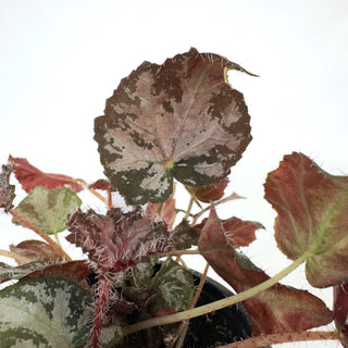 Begonia 'Raspberry Moon'