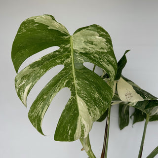 Z-2155 - Monstera deliciosa var. borsigiana albo-variegata