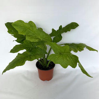 Z-2187 - Syngonium steyermarkii
