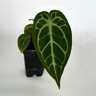 Anthurium magnificum verde x 'Silver Blush'