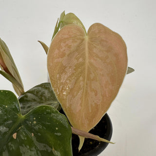 Z-2166 - Philodendron aff. brandtianum (Shingling Form)