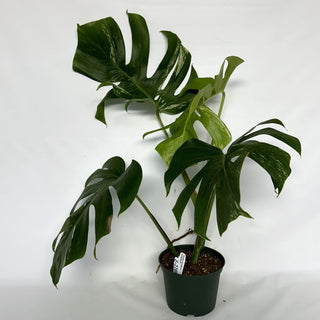 Z-2208 - Monstera deliciosa var. borsigiana albo-variegata