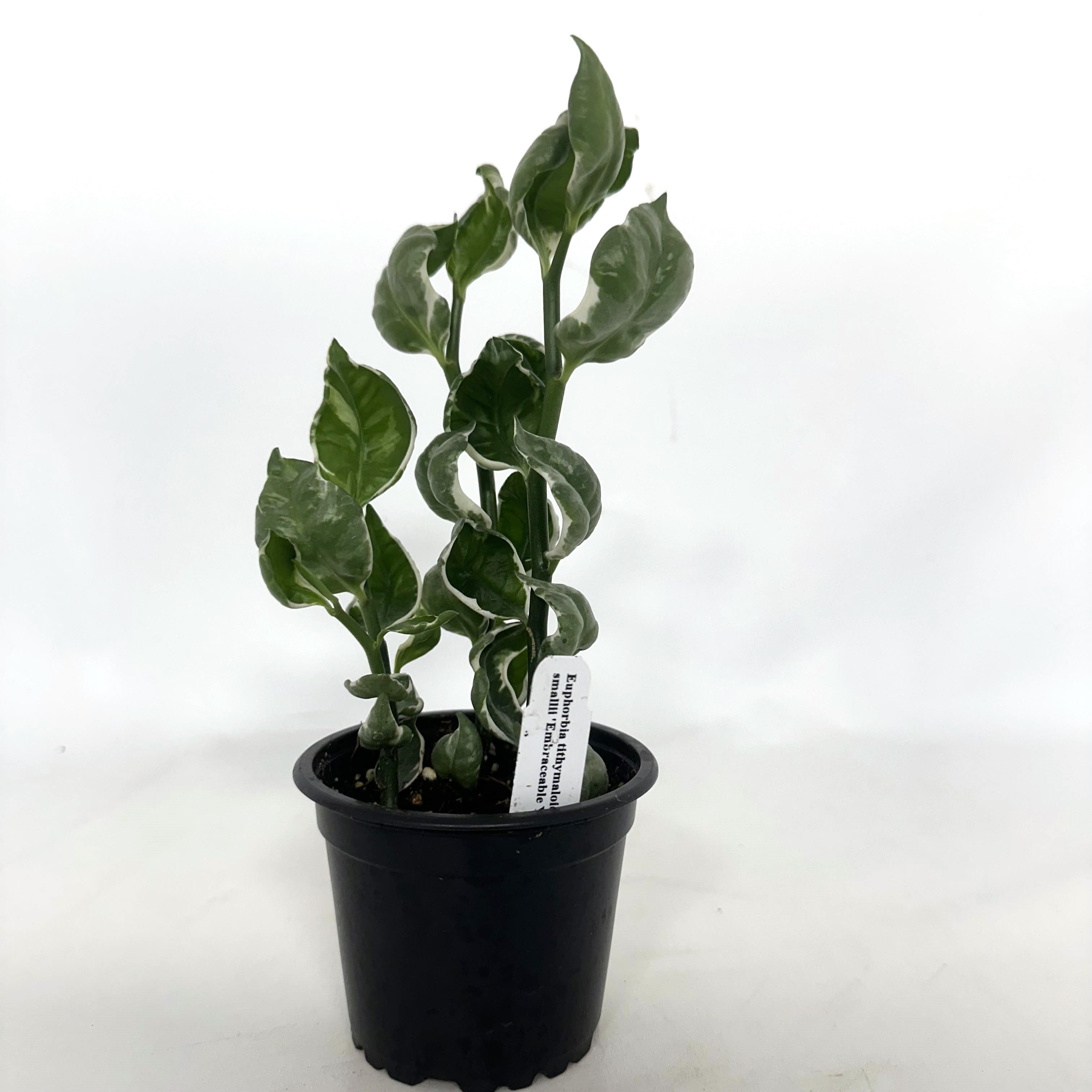 is euphorbia tithymaloides indoor plant Euphorbia tithymaloides subsp. smallii 'Embraceable You'