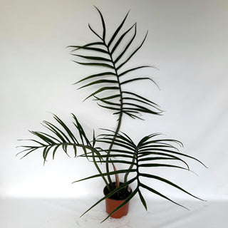 Z-2243 - Philodendron tortum (Non-TC) - XL Pot