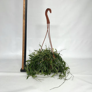 Z-2126 - Hoya tsangii albo-marginata - 6" Hanging Basket