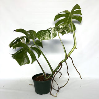 Z-2206 - Monstera deliciosa var. borsigiana albo-variegata