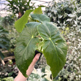 Begonia 'Miss Marmalade'