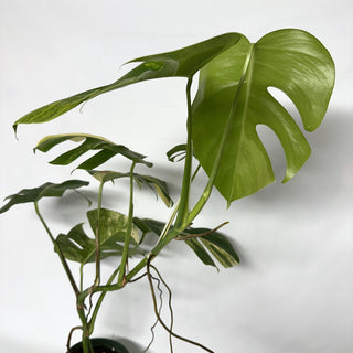 Z-2239 - Monstera deliciosa 'Marmorata'