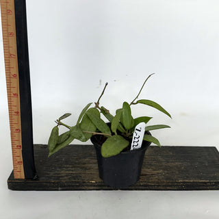 Z-2224 - Hoya 'Silver Lady'