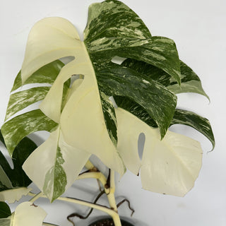 Z-2204 - Monstera deliciosa var. borsigiana albo-variegata