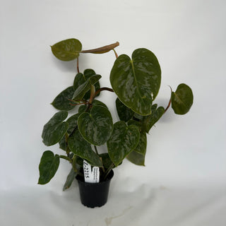 Z-2215 - Philodendron aff. brandtianum (Shingling Form)