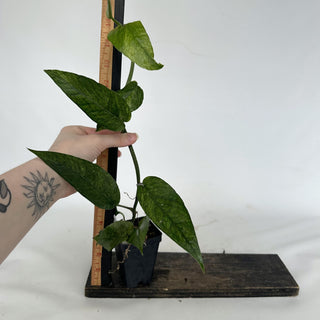 Z-2161 - Epipremnum pinnatum "Cebu Mint"