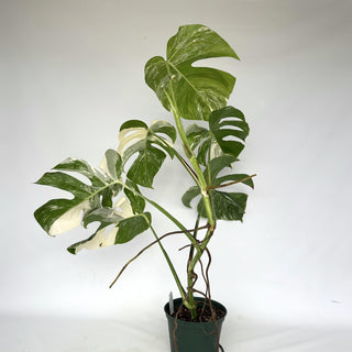 Z-2154 - Monstera deliciosa var. borsigiana albo-variegata