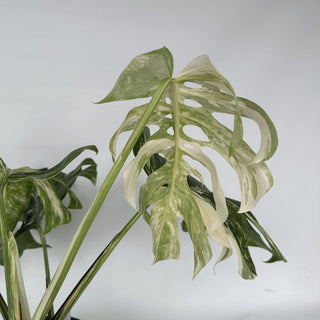 Z-2273 - Monstera deliciosa var. borsigiana albo-variegata