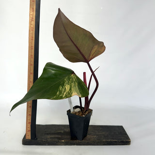 Z-2142 - Philodendron 'Strawberry Shake'