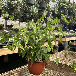 Abutilon megapotamicum 'Variegatum' - 6" Hanging Basket