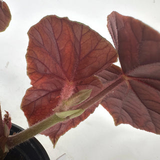 Begonia 'Thurstonii'