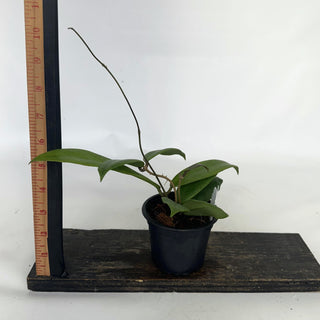 Z-2148 - Hoya 'Evy'