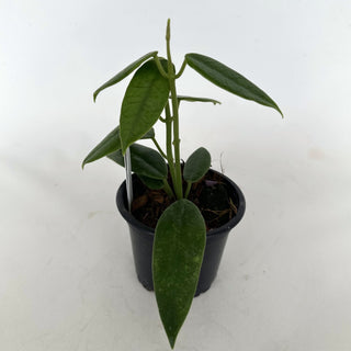 Z-2169 - Hoya coronaria (pink) **NEW Release**