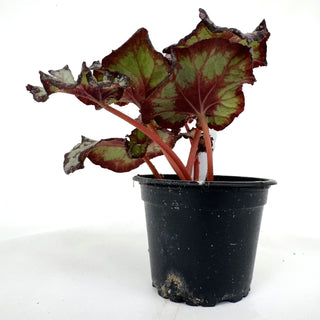 Begonia 'Steve's Leaves Phantom'