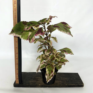 Z-2132 - Plectranthus hybrida (Coleus) 'Anna'