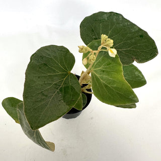 Z-2137 - Begonia kuhlmannii **NEW Release**