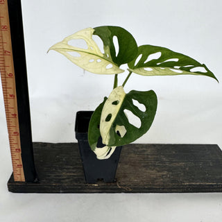 Z-2216 - Monstera adansonii albo-variegata