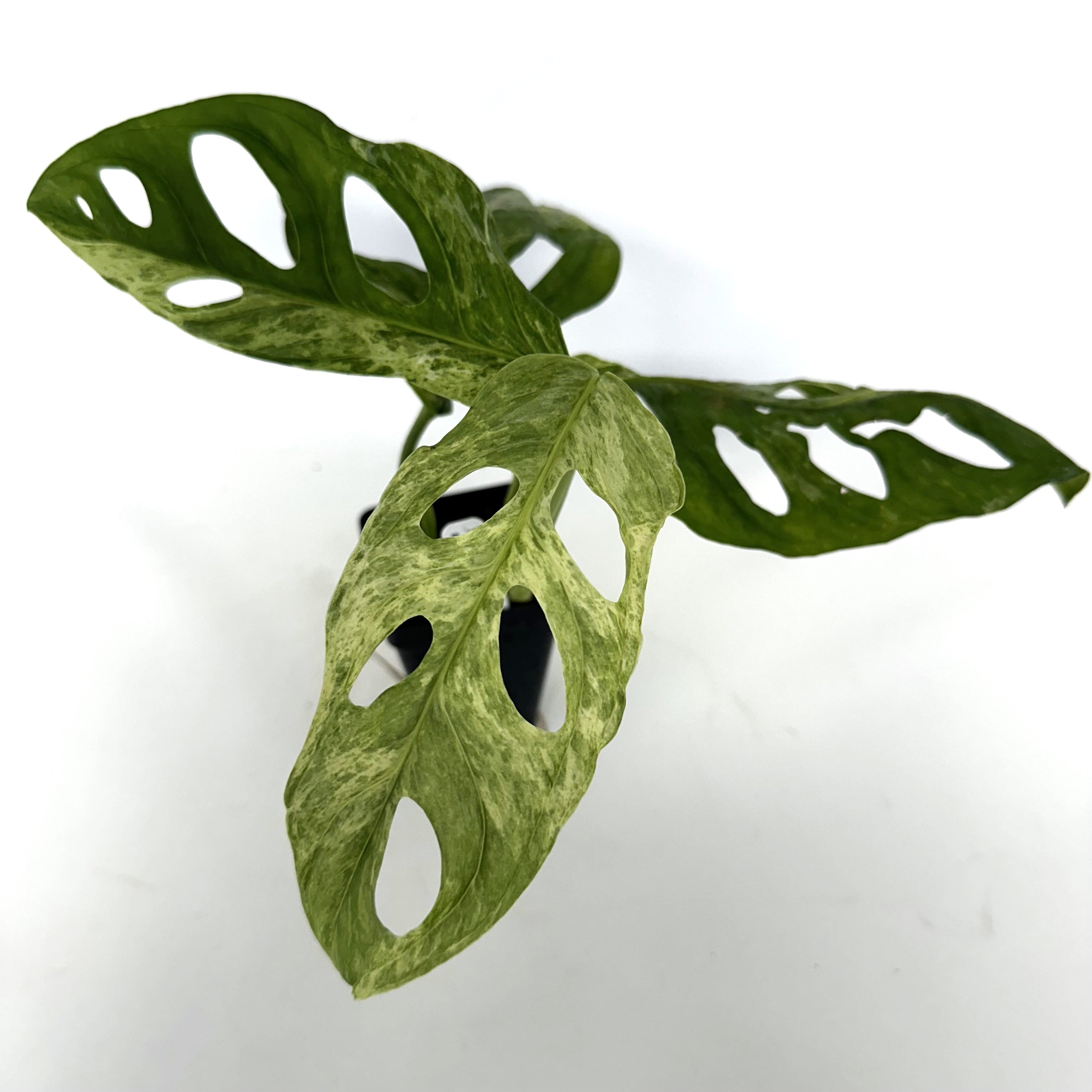 mint swiss cheese plant Monstera adansonii 'Mint'