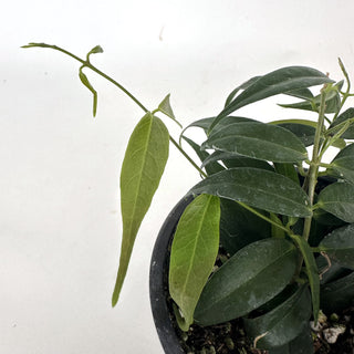 Z-2196 - Hoya leucantha **NEW Release**