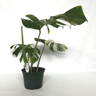 Z-2120 - Monstera deliciosa var. borsigiana albo-variegata
