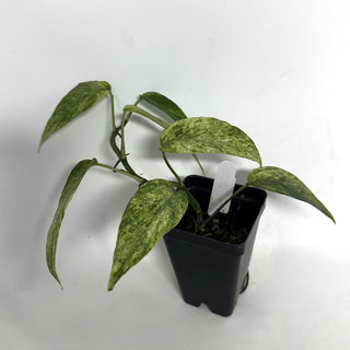 Epipremnum pinnatum "Cebu Mint"