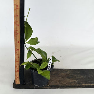 Z-2173 - Hoya oblongata